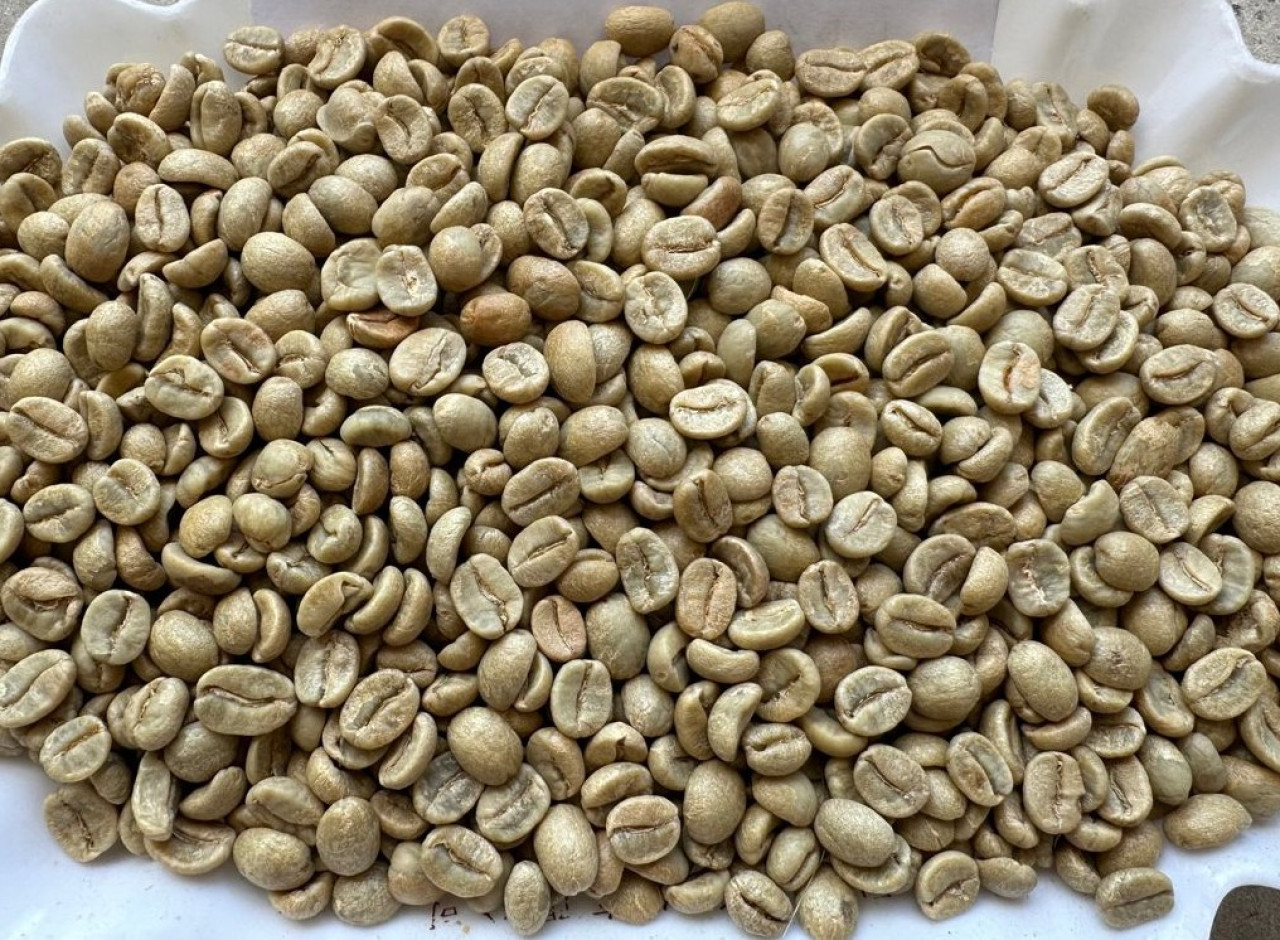 Robusta screen18